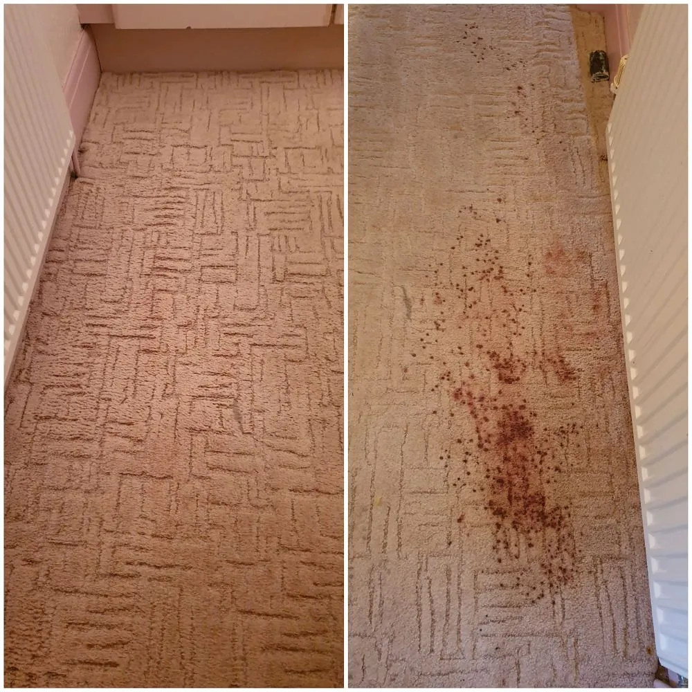 Domestic carpet cleaning plymouth